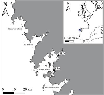 Genetic markers associated with divergent selection against the parasite Marteilia cochillia in common cockle (Cerastoderma edule) using transcriptomics and population genomics data